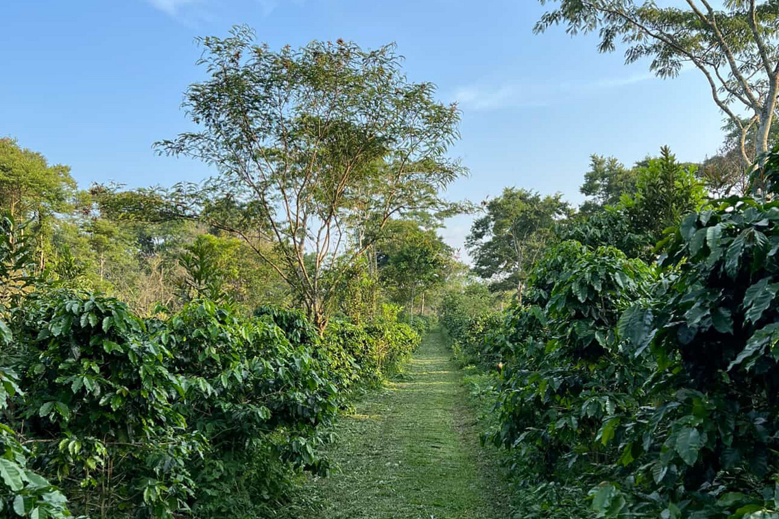 khafeh-masako-5C9A1A43-B9A4-47F5-8D9E-3F4D7EF1314A