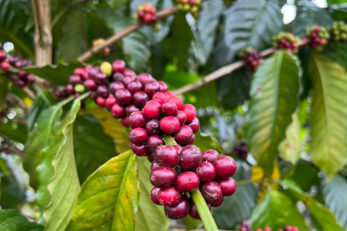 khafeh-masako-9F2FFC59-B5B5-4FC6-8765-ABC69073EEE7