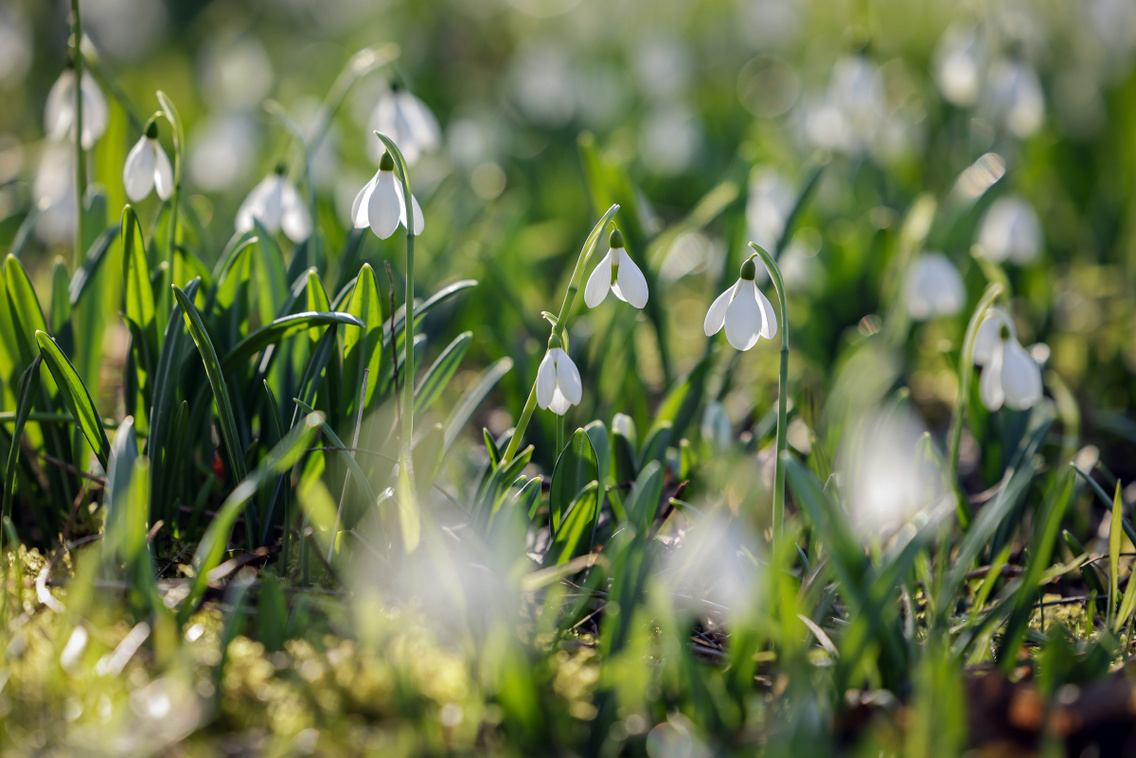 hoviragunnep-alcsuti-arboretum-20230215-szabo-gabor-028