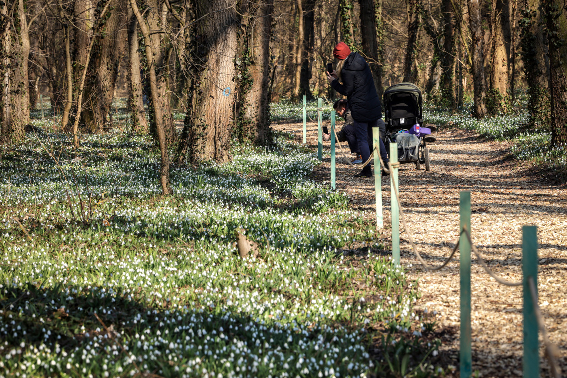 hoviragunnep-alcsuti-arboretum-20230215-szabo-gabor-014