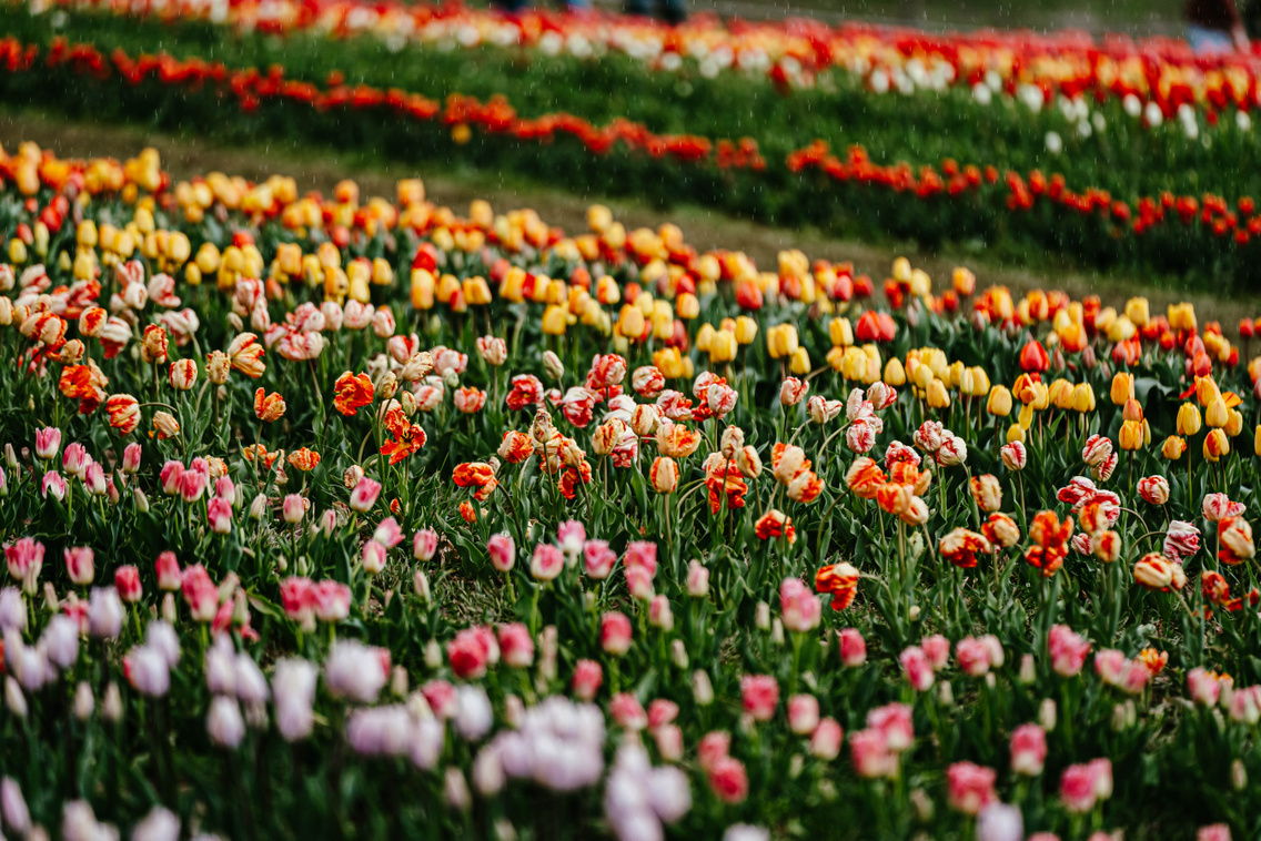 tulipanszuret-koroshegyi-levendulas-korosi-tamas-19