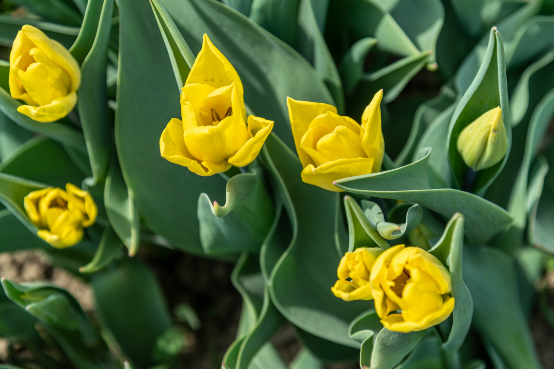 tulipan-kleb-zsofi-38