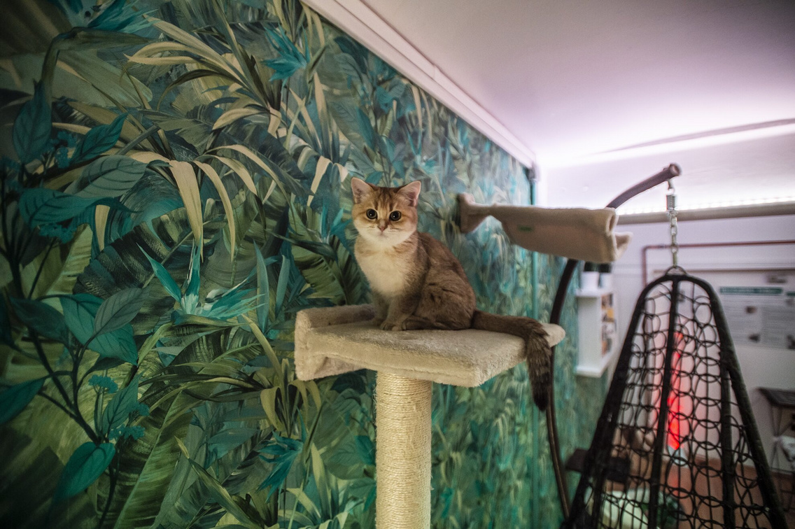 1005-catmuzeum-km7.exact1980w