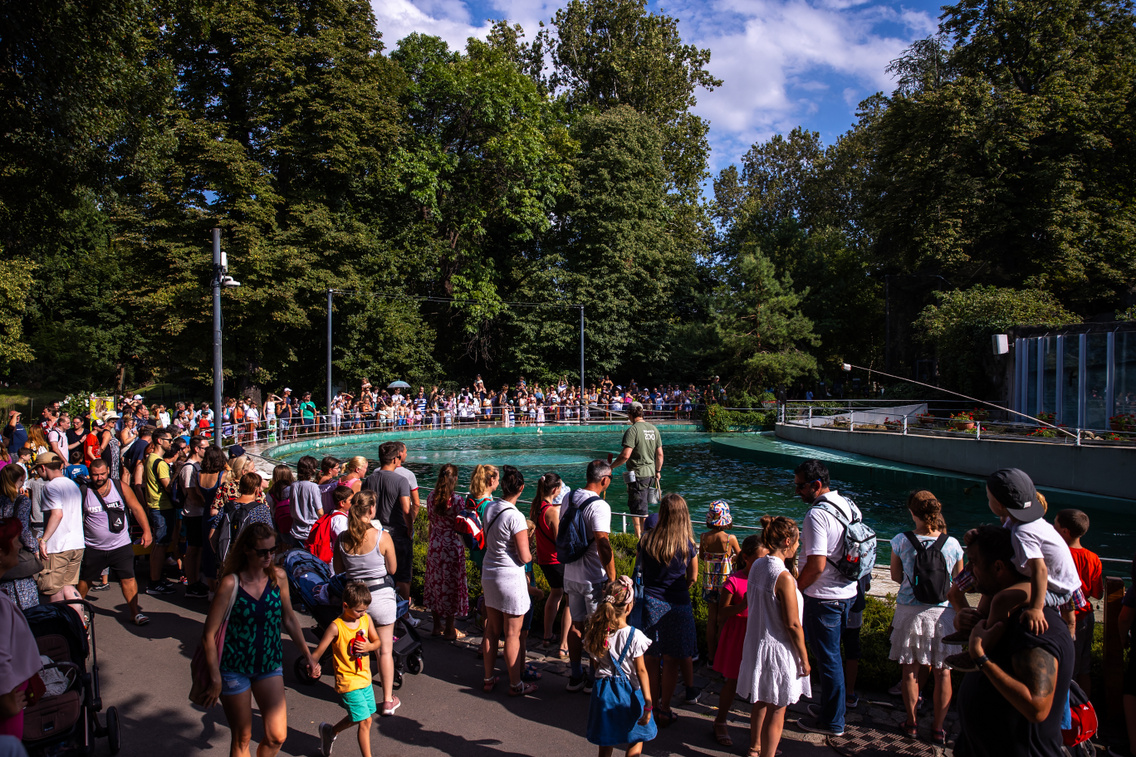 állatkert - polyák attila