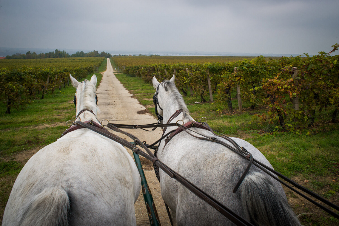 sb-20151028-del-balatoni-boraszok-radpuszta-dsc-8198-gr