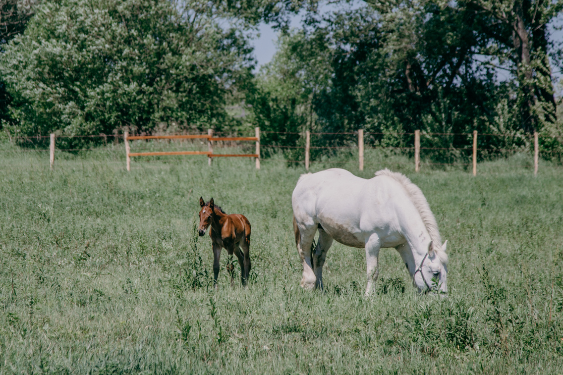 equital-lovasudvar-es-wellness-panzio-nemesvita heim-alexandra 2