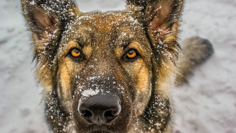 Videón a téli olimpia legédesebb négylábú munkatársa