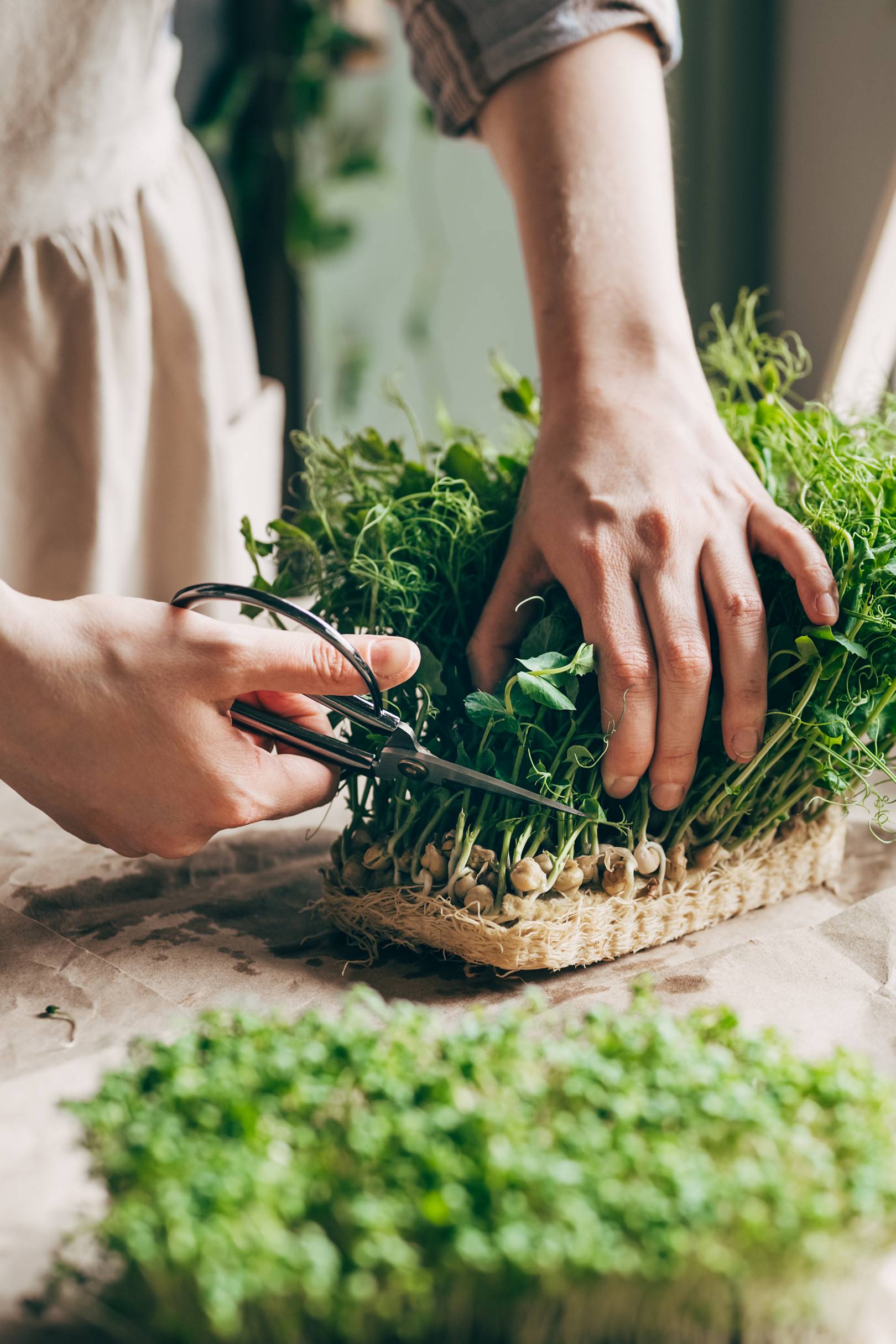 Mikrozöldek betakarítása