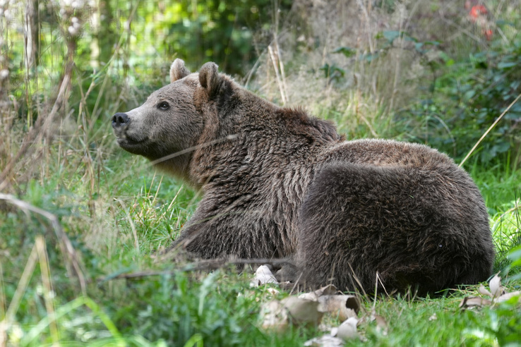 Magántartásból szökhetett el a&nbsp;Mogyoród külterületén észlelt medve, még mindig nem fogták be