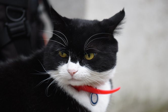 Elpusztult Palmerston, a brit külügy fő egérfogója