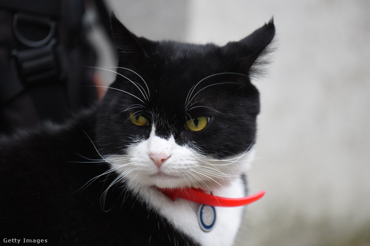 Palmerston, a brit diplomáciai szolgálat „fő egérfogója” 2017-ben