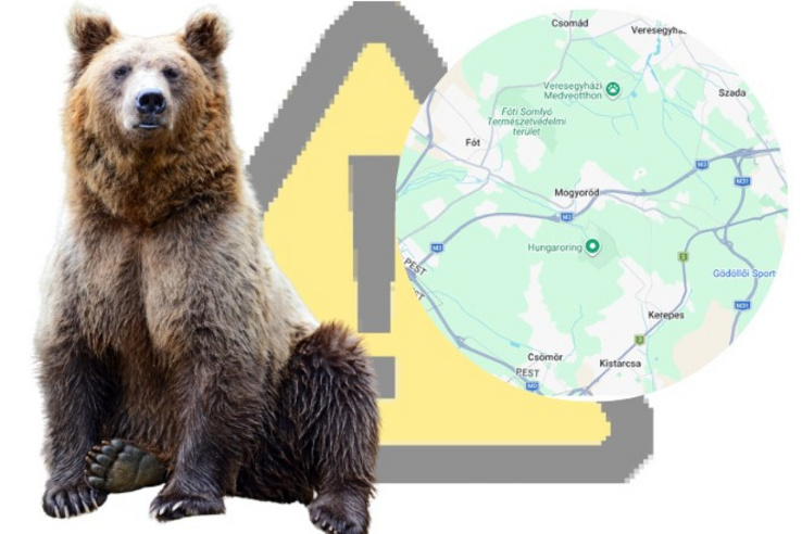 Medvét láttak Pest vármegyében, rejtély övezi, honnan jött és hol van most