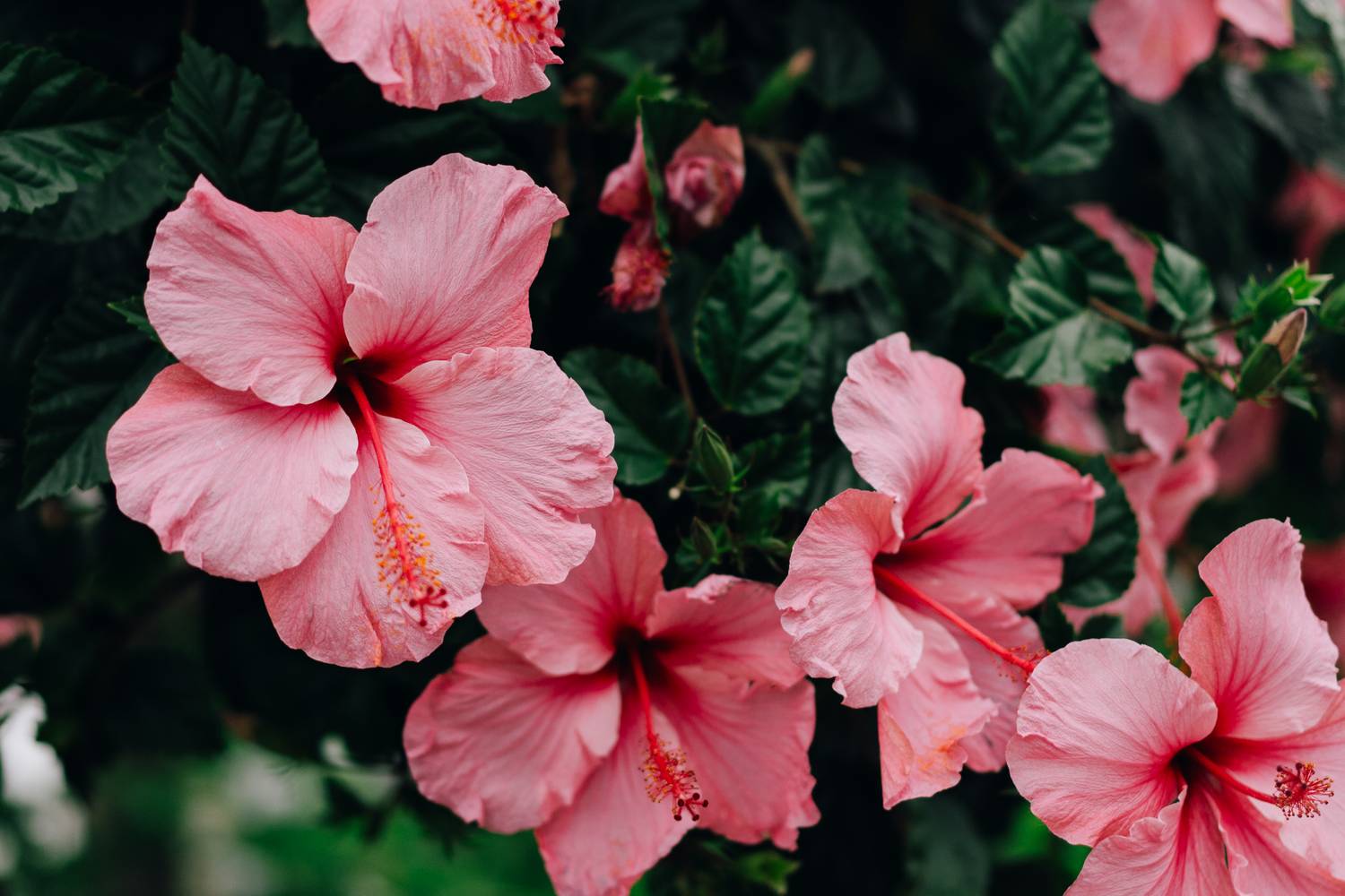 A hibiszkusz könnyen ledobja a bimbókat és a virágokat ha forgatod.