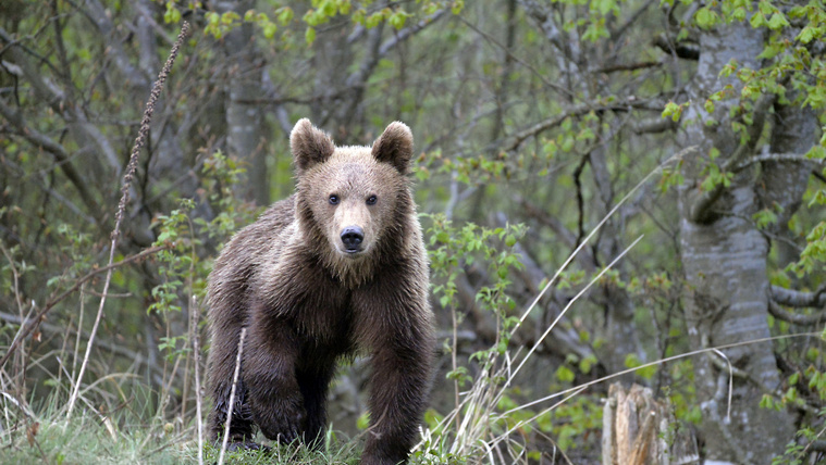 Ezekben a pillanatokban is egy medve kószál Veresegyházán