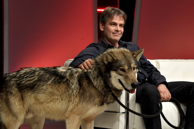 Elkoboznák a gödöllői Farkasember állatait a Budapest környékén kóborló medve miatt