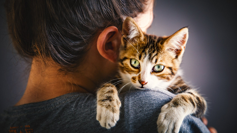 Ezt az oldalát a macskáknak nem mindenki láthatja, most videóra vették