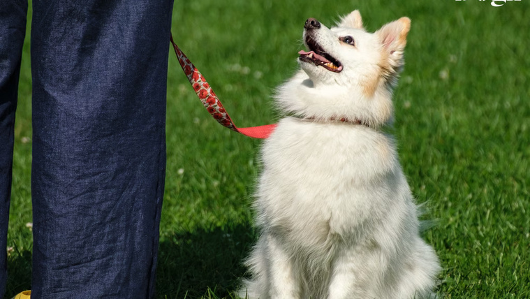 7 jel, amelyből tudhatod, hogy tisztel a kutyád