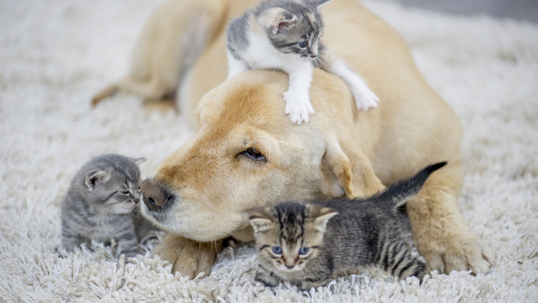Cicák között nőtt fel ez a golden retriever: videón a döbbenetes végeredmény (videó)
