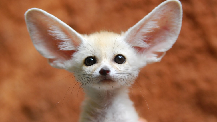 Az 5 legkisebb kutyaféle a világon: akkorák, mint egy csivava