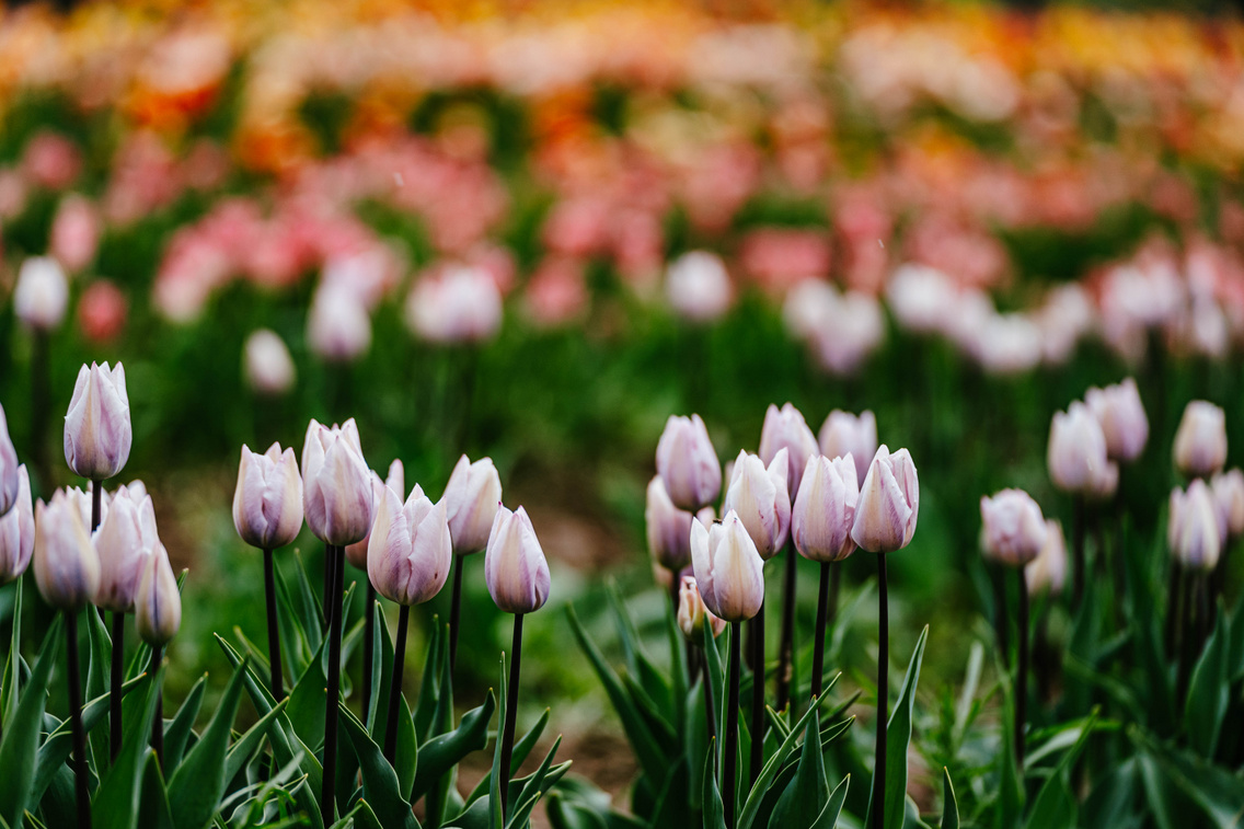 tulipanszuret-koroshegyi-levendulas-korosi-tamas-12
