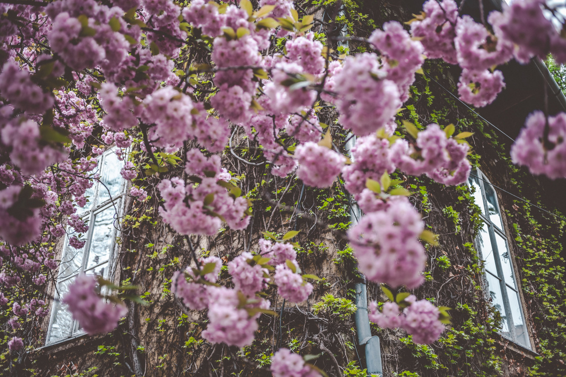 sakura-unnep-fuveszkert hartyanyi-norbert 20160409