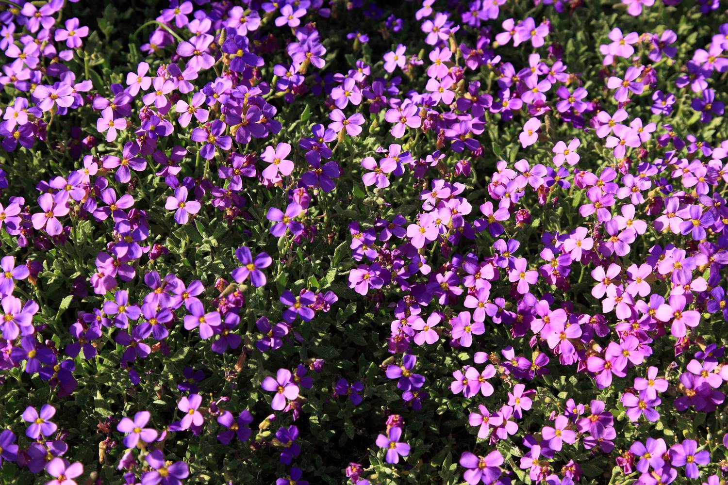 viragagyas-gaz-nelku