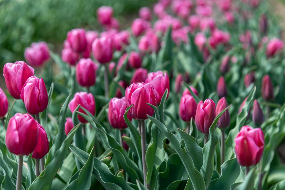 tulipan-kleb-zsofi-24