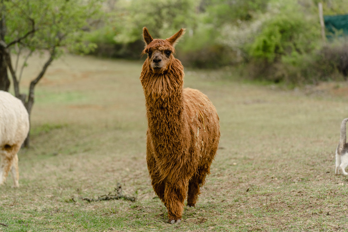 alpaka-balaton-tenyeszet-es-terapias-kozpont-balatonudvari-koros