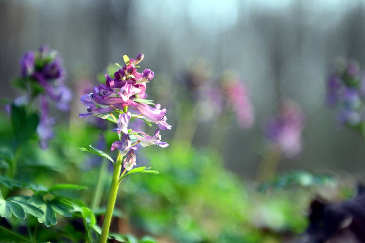 Odvas keltike (Corydalis cava)