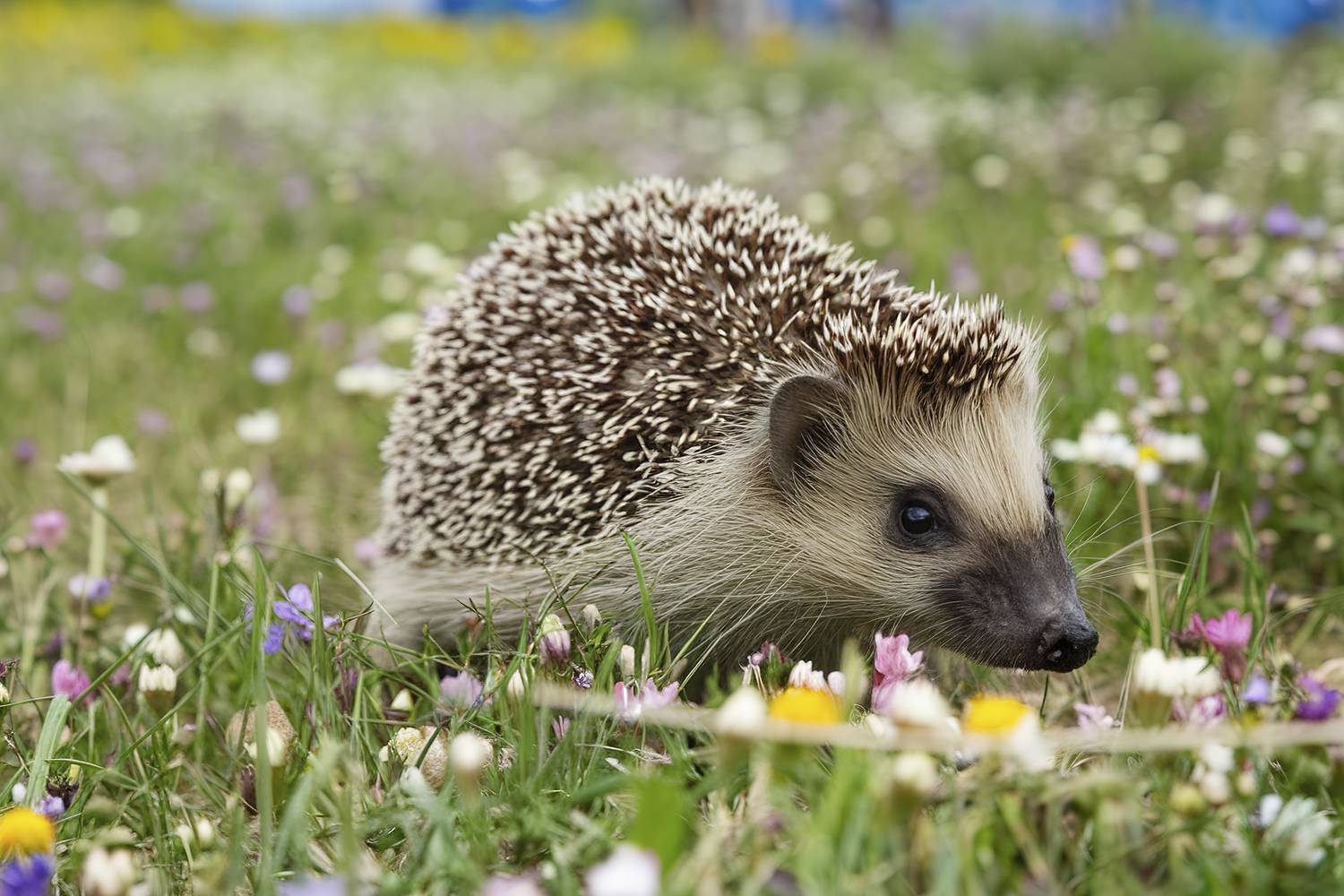 sünök védelme (3)