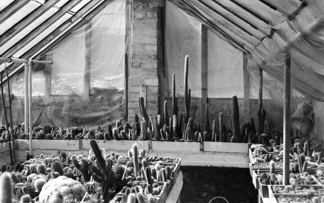 Rákosliget, Szabó Dezső kaktuszgyűjteménye, 1967