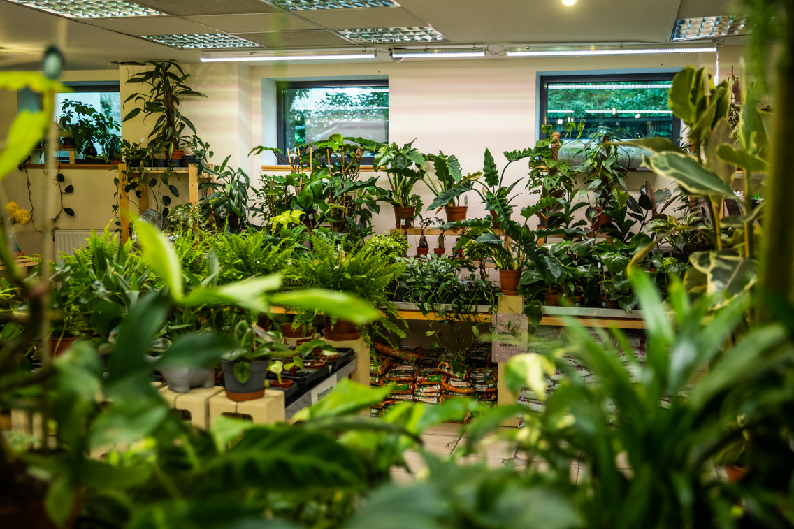 moai-jungle-polyak-attila-028