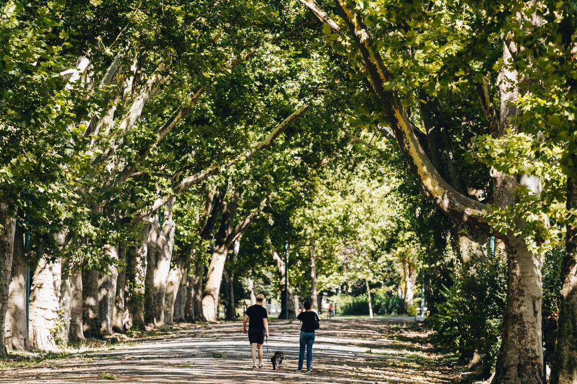 varosliget platanok 240724 majorkata 3