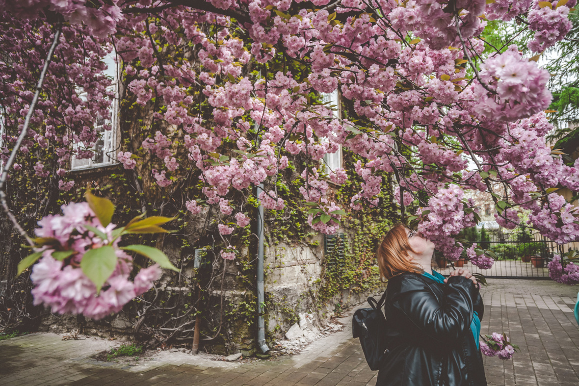sakura-unnep-fuveszkert hartyanyi-norbert 20160409