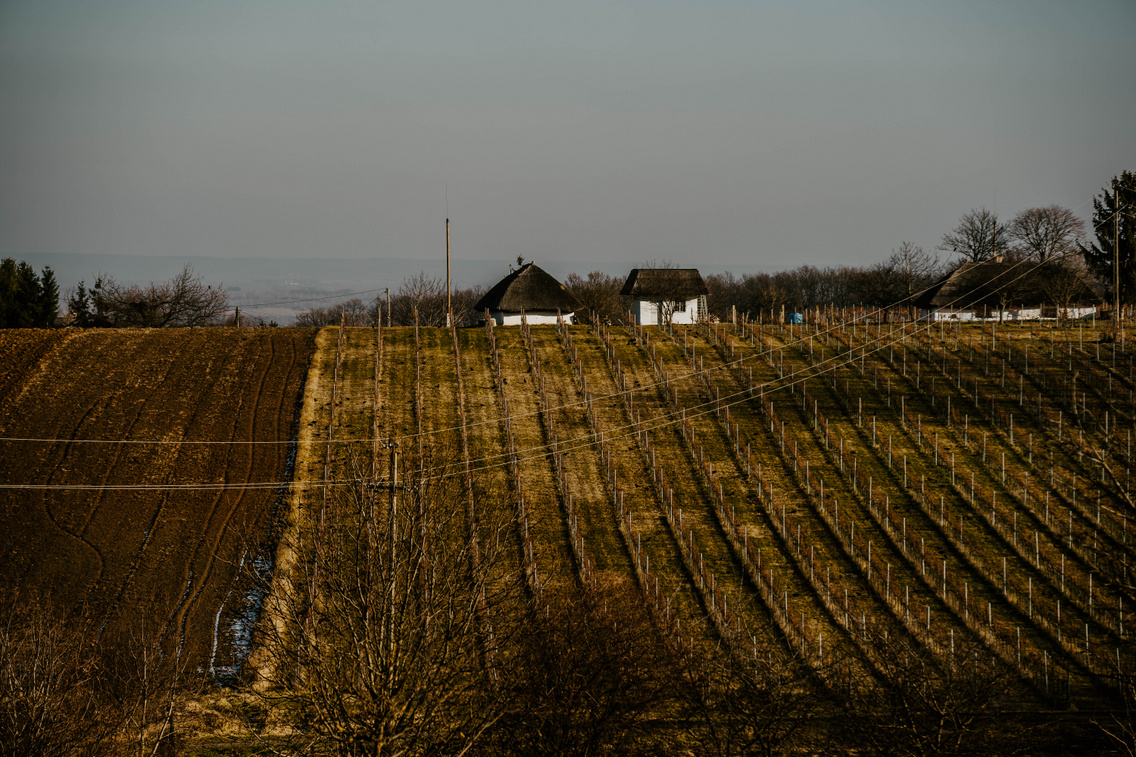 mu-emle-k-pincesor-hamvas-be-la-boru-t-balatonbere-ny-ko-ro-si-t