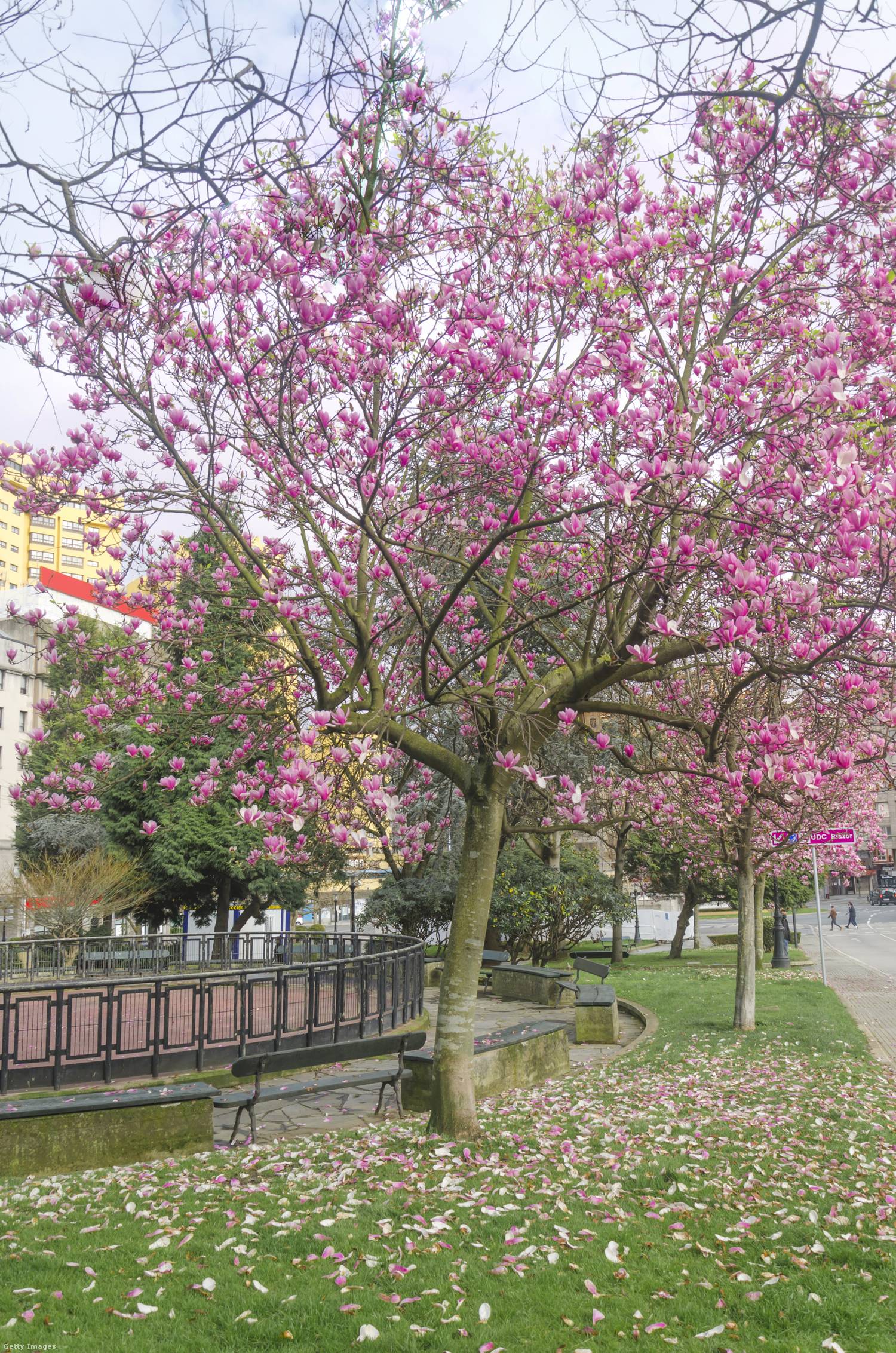 Liliomfa (Magnolia soulangeana): lassan növő, 3–5 méteres magasságot elérő fa. Március-áprilisban hozza nagyméretű, illatos virágait. Tápanyagban gazdag, kifejezetten savanyú vagy semleges kémhatású talajt és szélvédett helyet igényel; a meszes közegben a levelek sárgulása jelezheti a növény romló állapotát.