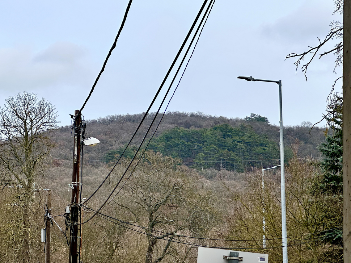 nagymagyarország - fenyves (4)