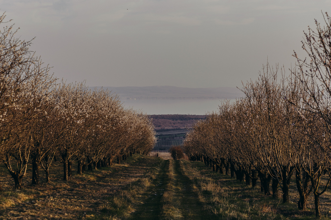 mandula-viragzas-tavasz-20190320-heima-006