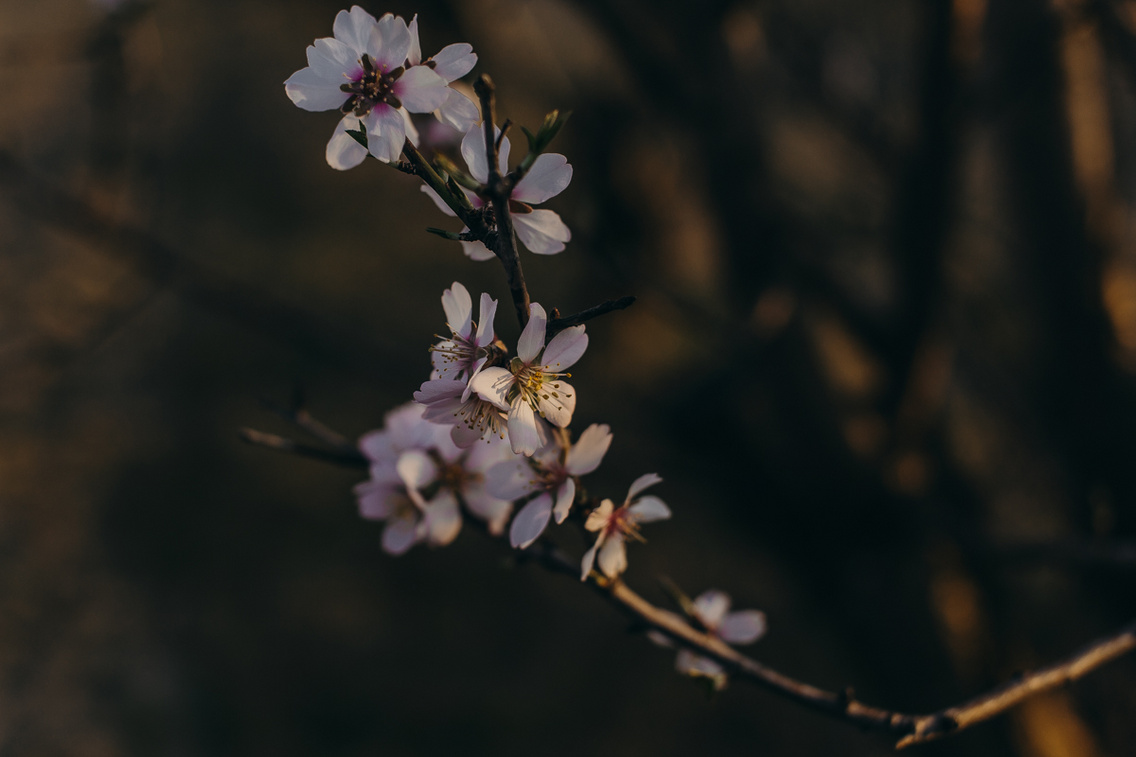 mandula-viragzas-tavasz-20190320-heima-013