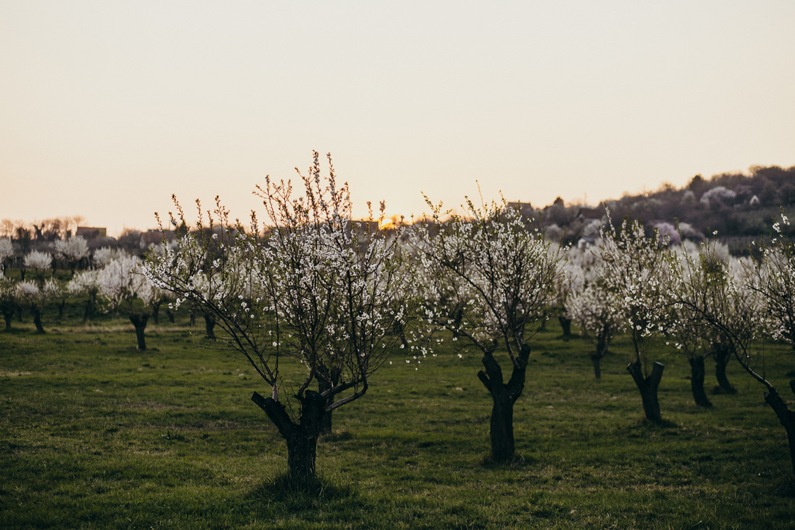 mandula-viragzas-tavasz-20190320-heima-034
