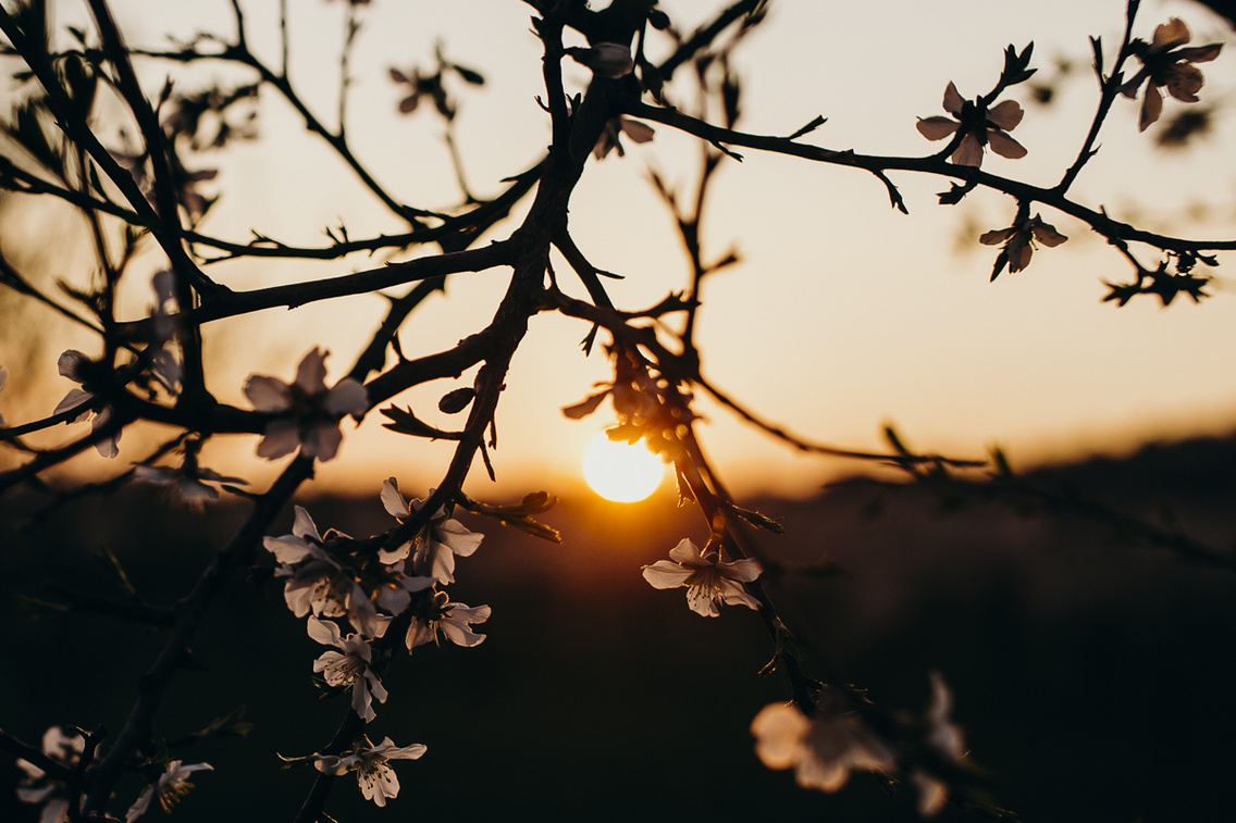 mandula-viragzas-tavasz-20190320-heima-032