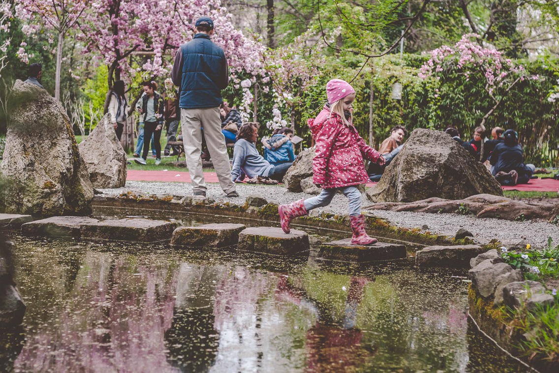 sakura-unnep-fuveszkert-hartyanyi-norbert-20160409