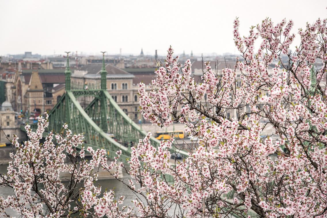 viragzik-a-gellert-hegy juhasz-norbert 20160326