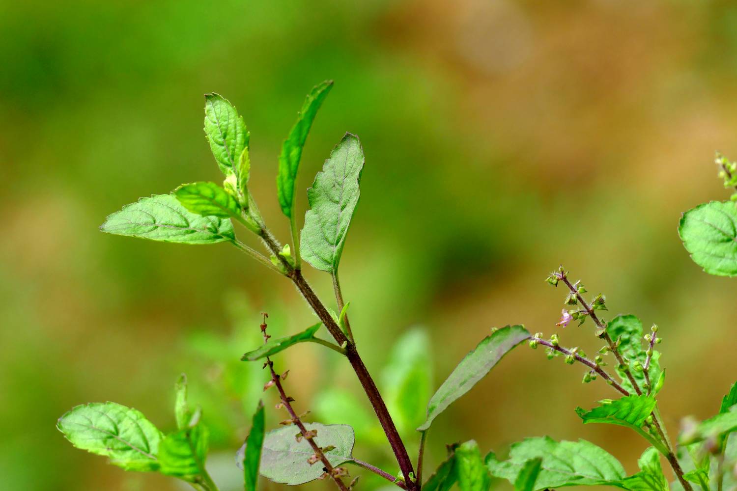 A tulsi, vagy szent bazsalikom immunerősítő hatású, segít a szervezetnek a fertőzések leküzdésében. Gyulladáscsökkentő és stresszcsökkentő tulajdonságokkal is rendelkezik, emellett légúti problémák, például köhögés vagy megfázás enyhítésére is használható.
