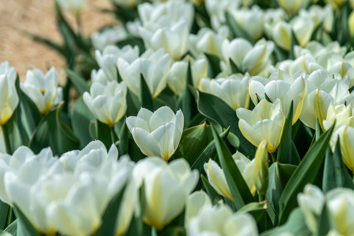 tulipan-kleb-zsofi-27