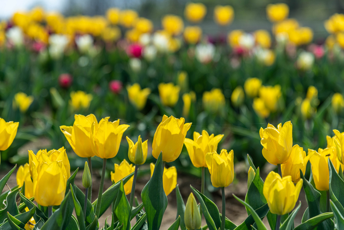 tulipan-kleb-zsofi-46