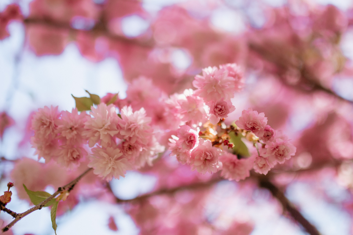 fu-ve-szkert-tavasz-forgacszsuzsi-20220411-24