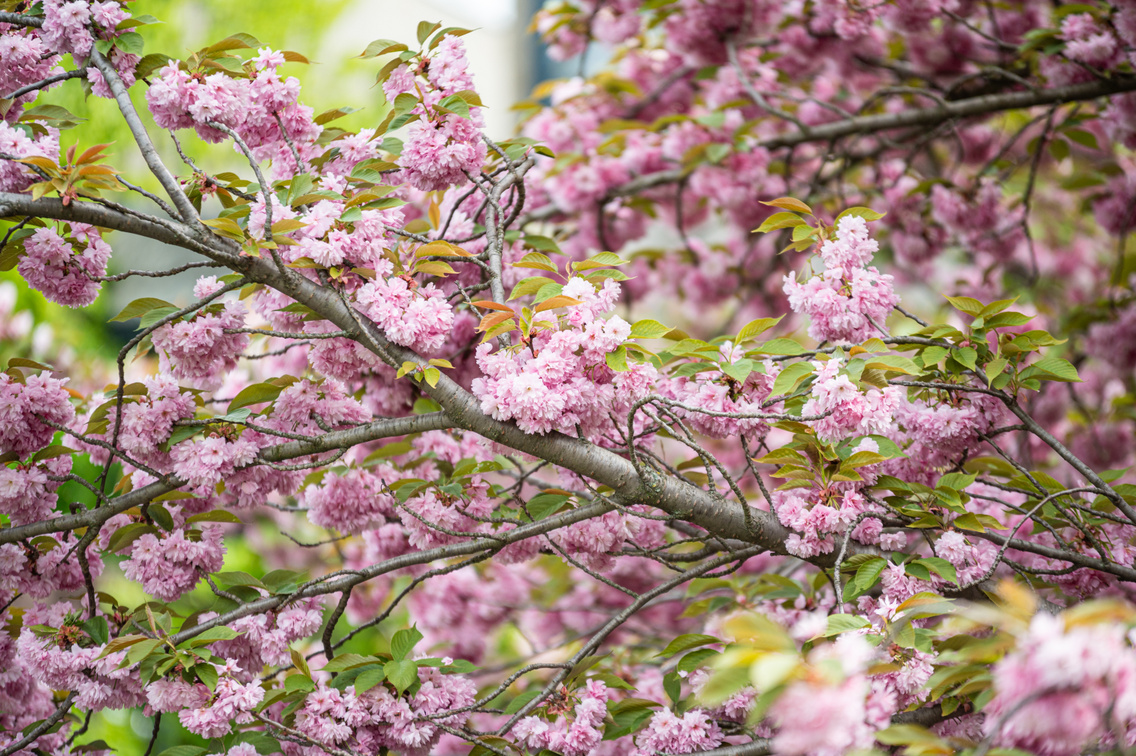 tavasz budai arborétum 046 Medgyesi Milán 20240406