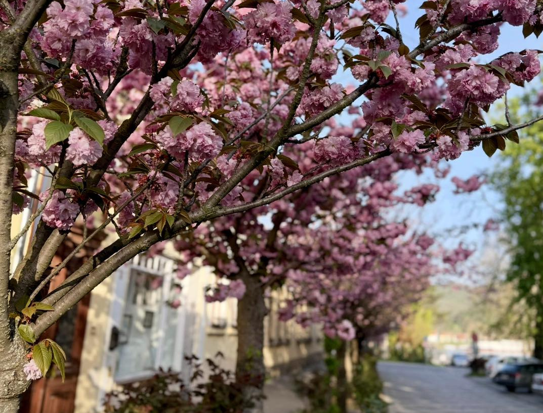 sakura-nagymaros