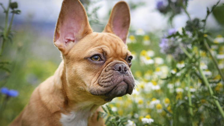 Ezek lettek 2025 legnépszerűbb kutyafajtái